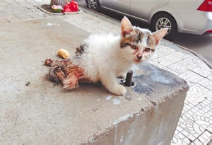 猫咪骨折的治疗方法