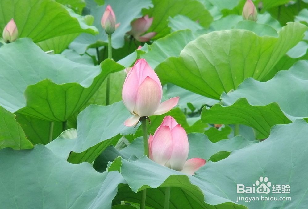 清代古法莲花茶