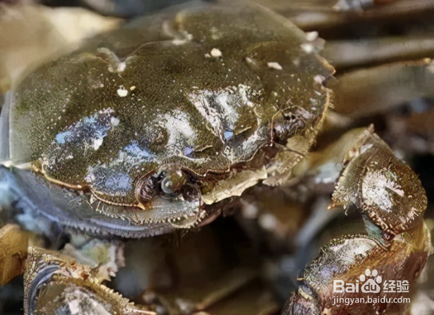 怎么轻松辨别螃蟹公母?以及如何清蒸大闸蟹