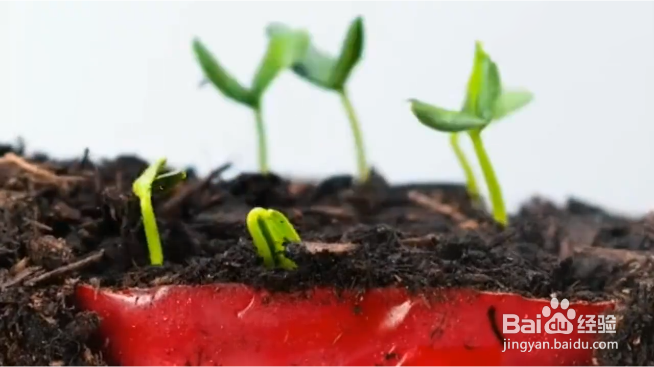 如何在家种植辣椒？