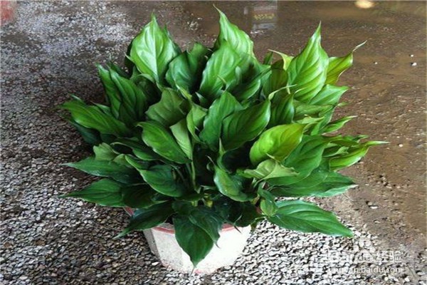 万年青的养殖方法和注意事项有什么?