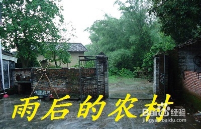 哪些地方可以采到野生平菇