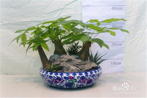 招财树的养殖方法和注意事项都有哪些？