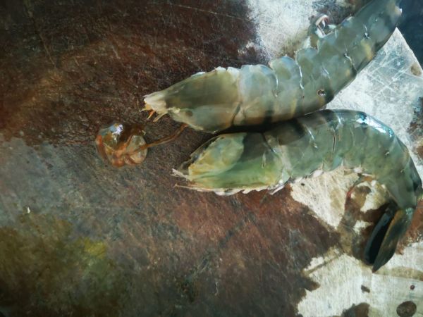 简简单单盐焗虾