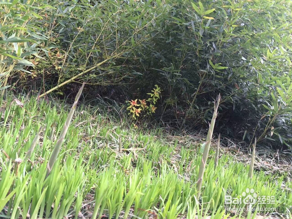 如何吃到最新鲜的时令铜火锅