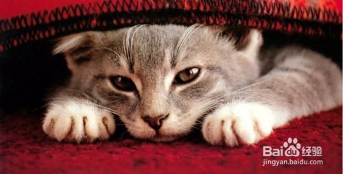 猫咪拉肚子呕吐怎么办?