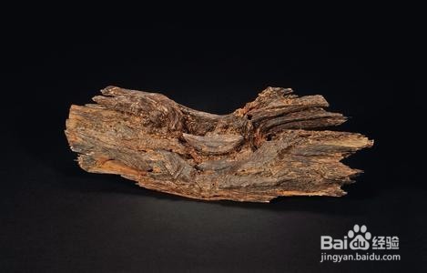 奶香木怎样辨别