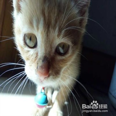 猫咪喜欢挡路怎么办