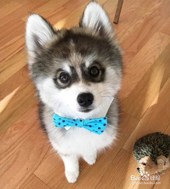 颜值超高的诺曼，想要一个嘛