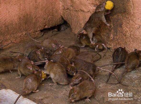 老鼠对人类有哪些危害