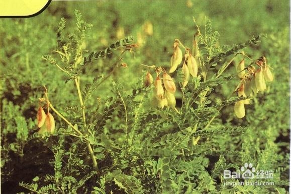 黄芪用法的禁忌