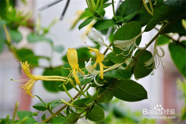 金银花培植方法？