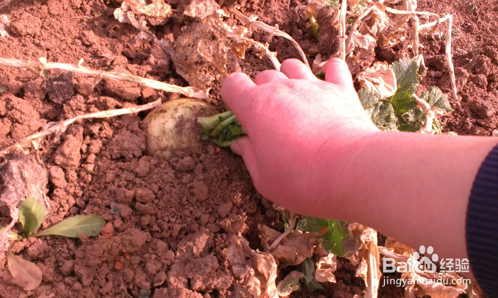 洗澡泡菜心里美