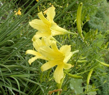 千万不能忽视这些食物的毒性