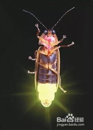 萤火虫是如何发光的