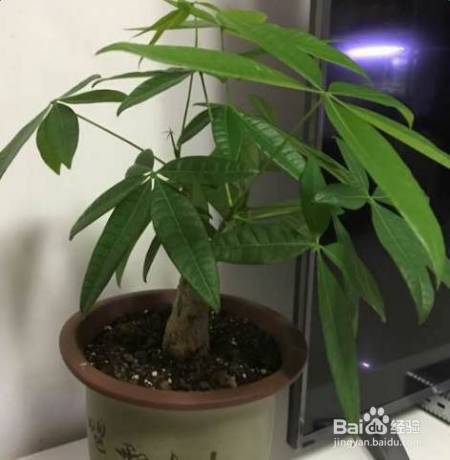 花盆边戳个洞，埋点它，花猛蹿狂长，叶子长成绿瀑布!