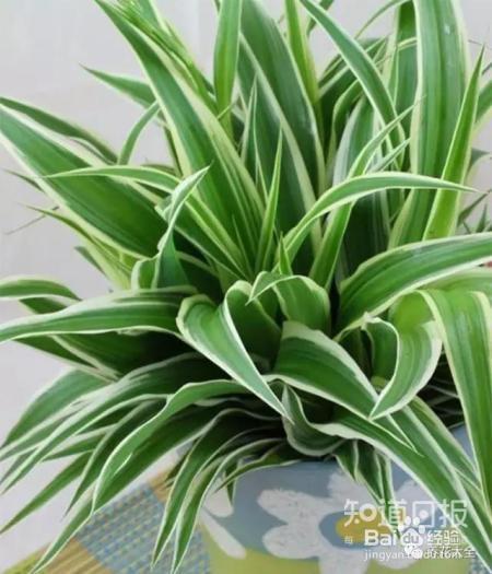 雾霾天,这20种花摆在家里最吸霾!