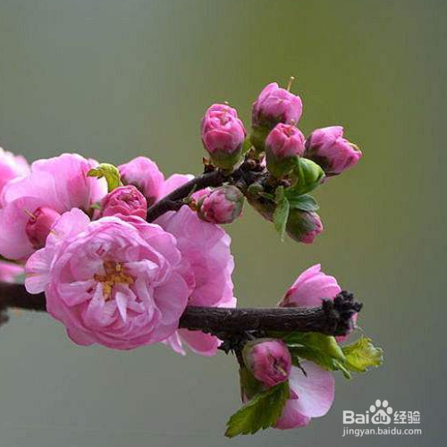 在春天养榆叶梅的方法有哪些