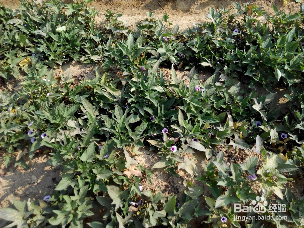 周末去哪里——带孩子去田间走走