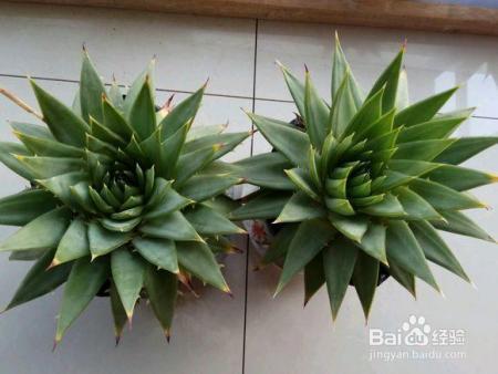 芦荟胖到爆炸,花朵开满了盆,就是用了这个方法!