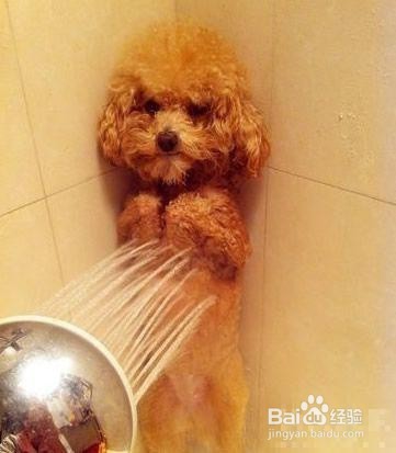 泰迪贵宾狗毛褪色变淡是什么原因，该怎么办？