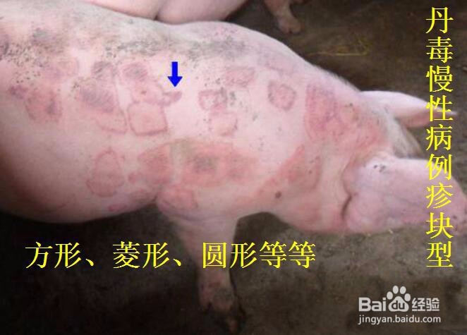 猪丹毒诊断要点及防治