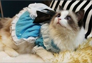 冬天养猫要注意什么问题 怎么给猫咪保暖 百度经验 冬天养猫要注意什么问题 怎么给猫咪保暖 百度经验