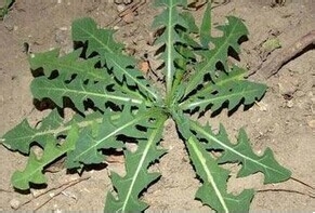 常见清热解毒野菜