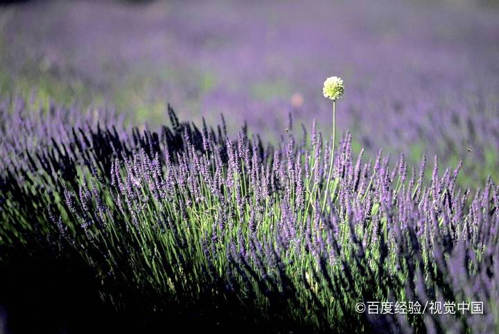 薰衣草可以助睡眠吗