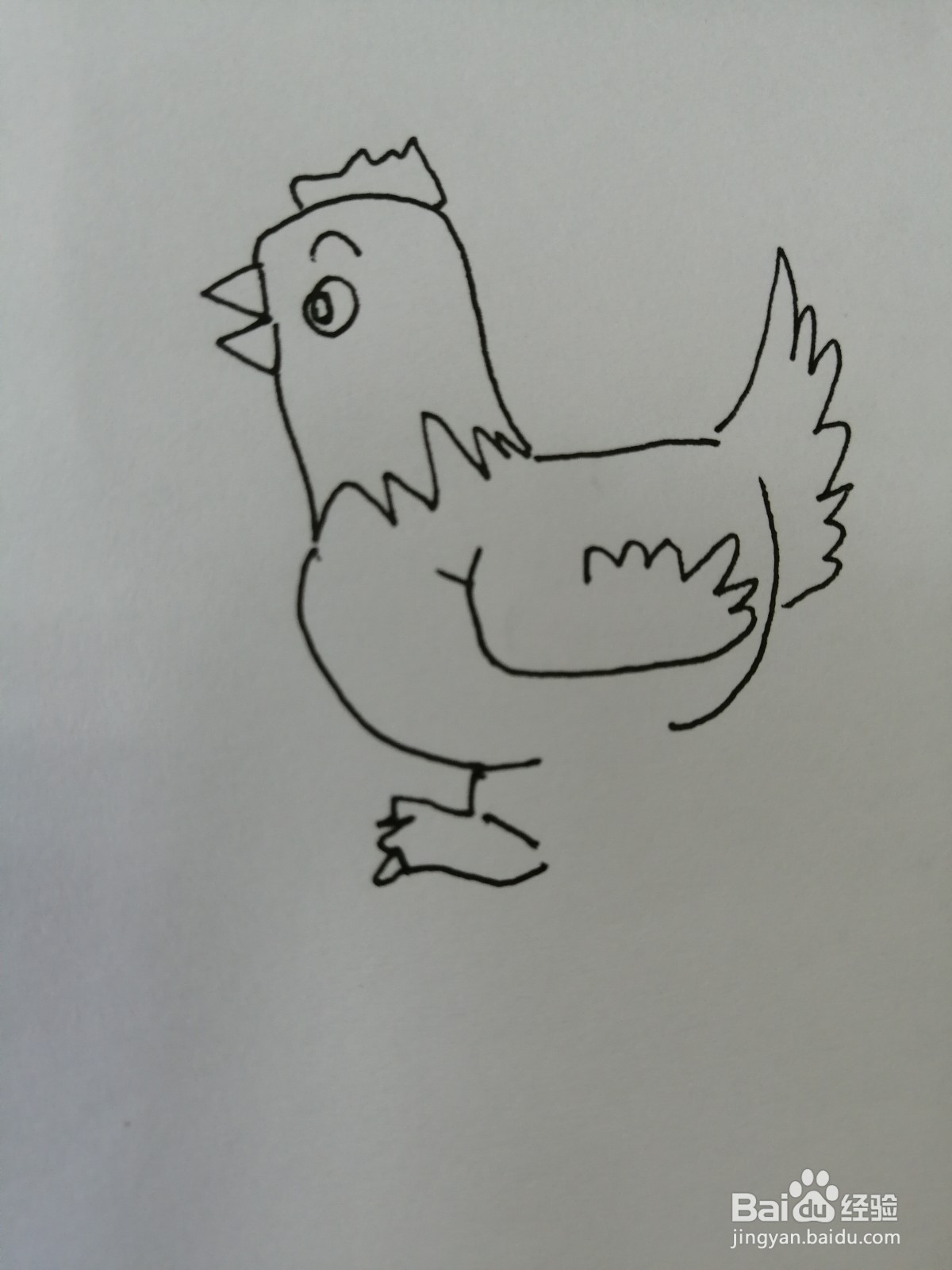 大公鸡简笔画怎么画