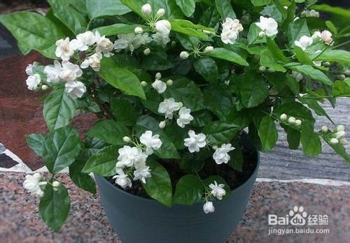 盆栽茉莉花怎么养