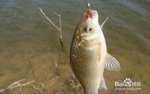 野钓鲫鱼的关键技巧 野外如何钓鲫鱼