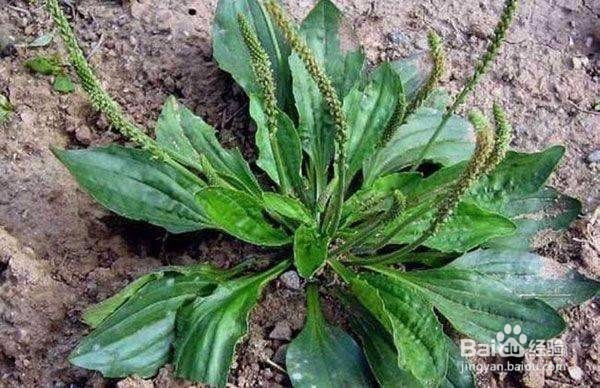 晒干的金钱草加车前草怎样泡水