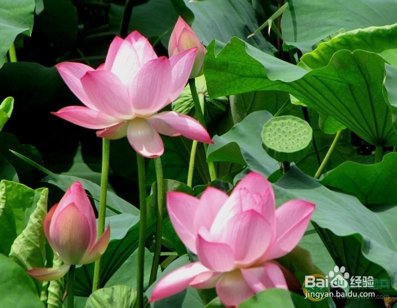 挑选好莲子5方法