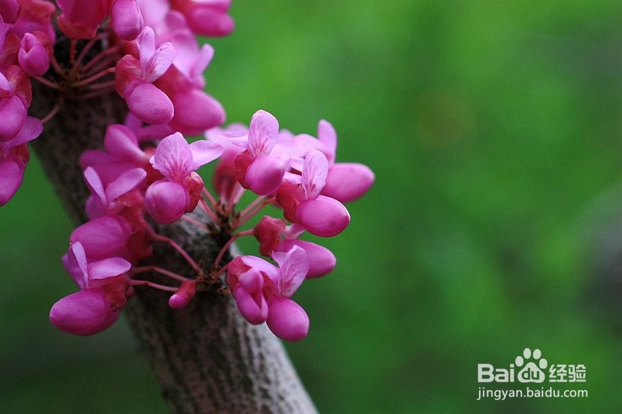 怎样给紫荆树造型