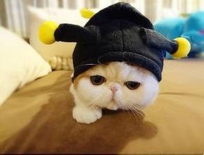 如何饲养加菲猫