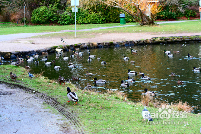 棒棒糖女孩和温哥华绿头鸭(组图)