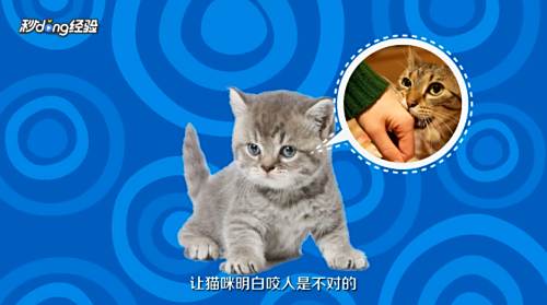 幼猫咬人怎么教育 百度经验