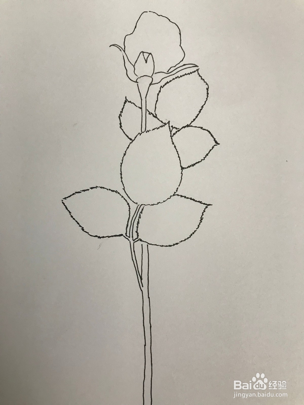 画一支玫瑰花玫瑰