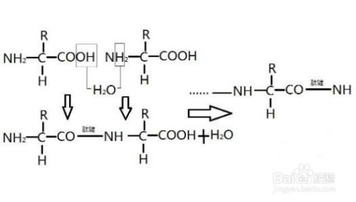 肽链数怎么看图解