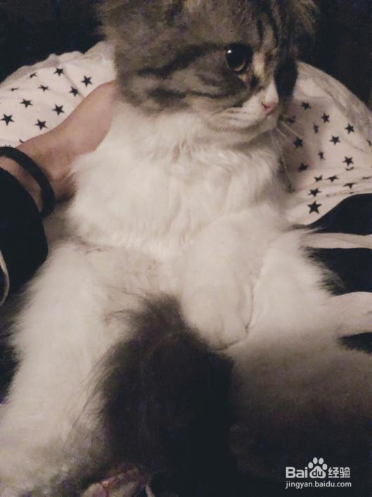 猫咪卵磷脂的功效作用你知道吗