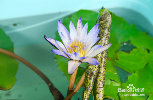 睡莲怎样种植（睡莲的种植技术）