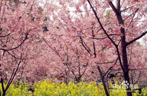 湘潭大观园自助游艺攻略