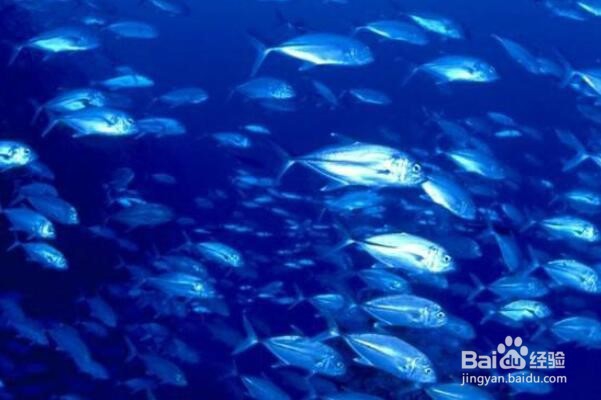 和喜欢的人去美蕊沙