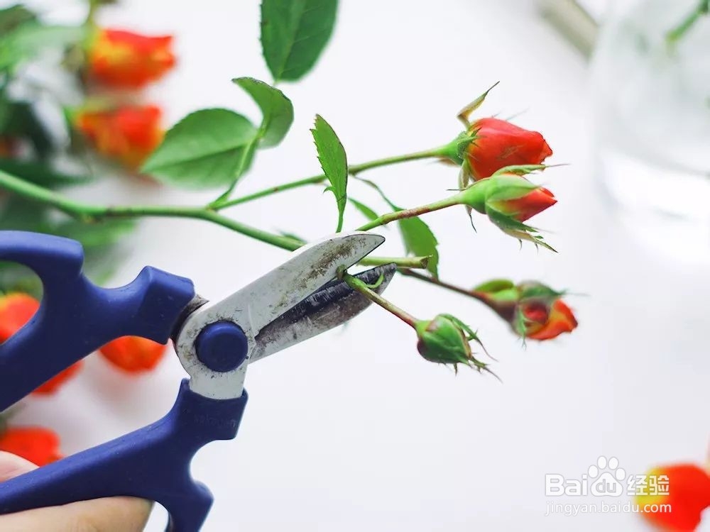 花小好鲜花多头玫瑰养护