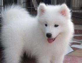 萨摩耶如何饲养