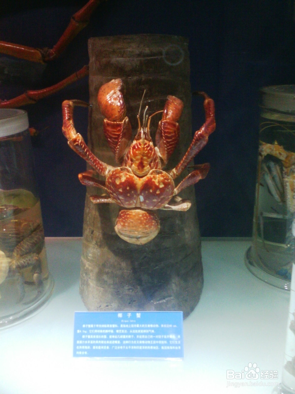 带孩子看海洋生物