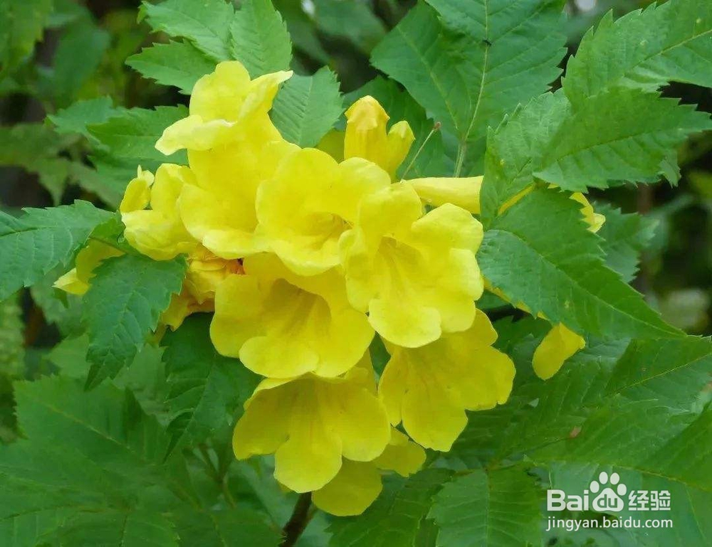 黄钟花的养殖及注意事项