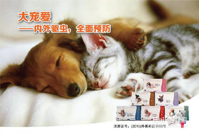 大宠爱和爱沃克哪个好？看这一篇便知晓