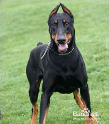 教你杜宾犬的备赛事项